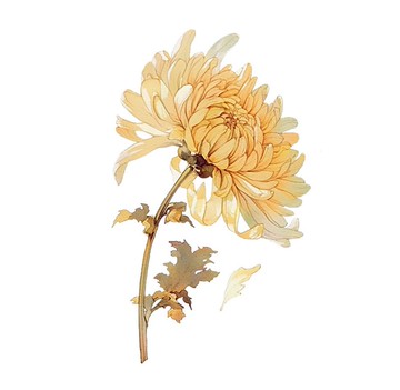 菊花密境 PET 紙膠帶