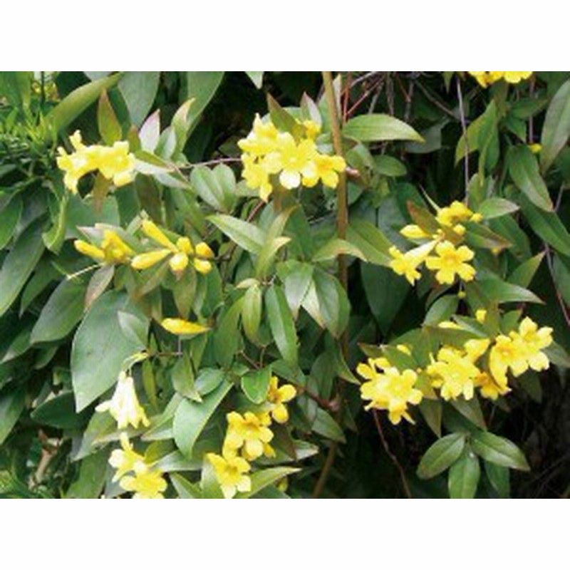 緑のカーテン ツル性植物 カロライナジャスミン 大株 黄色花 香りよし 常緑つる性低木 観葉植物 通販 Lineポイント最大1 0 Get Lineショッピング