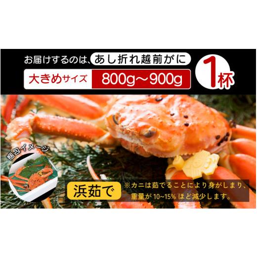 ふるさと納税 福井県 越前町 足折れ 越前がに 大きめサイズ × 1杯（800〜900g）地元で喜ばれるゆで加減・塩加減で越前の港から直送！【雄 ズワイガ…