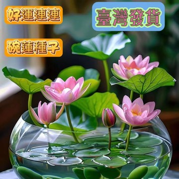 【優選種子】【睡蓮 碗蓮種子】多種小型荷花種子 睡蓮種子遇水開花水培蓮花種子 新手易種  蓮藕綠植水缸植物 觀賞花卉種子