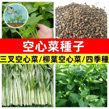 速生空心菜種子 40天可採 應菜 蕹菜籽 四季快菜 陽台盆栽蔬菜 家庭種植 有機芽苗菜 新手友善 台灣現貨