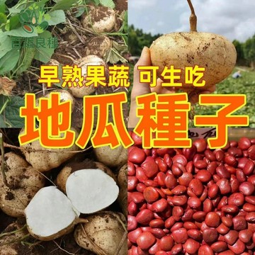 涼薯種子 豆薯種子 刈薯種子 塊根植物 地瓜種子 沙葛種子 夏季蔬菜 清脆多汁 好種植 家庭菜園 播種栽培 可生食 耐熱