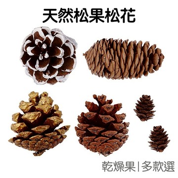 天然松果 迷你松花 原色松果 拍照道具 白松果 長條松果 DIY材料 聖誕手作 聖誕樹裝飾【RI2475】《Jami》