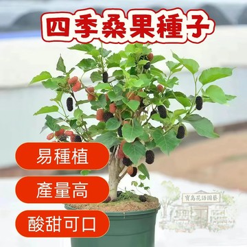 ⛅️現貨【桑葚種子】四季桑果葚種子易種植 酸甜可口 營養豐富 水果種子 盆栽果樹 庭院花園種植 四季播種