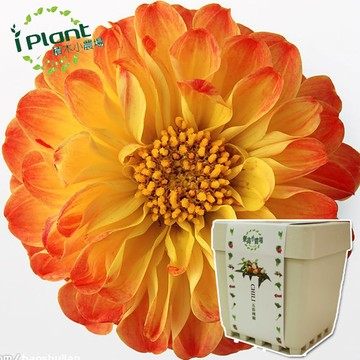 【心安購物】iPlant積木盆栽-大理花