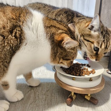 玩柅  肉球奸貓 • 水泥食用桌 【貓奴必備】 貓糧 禮物 狗 動物