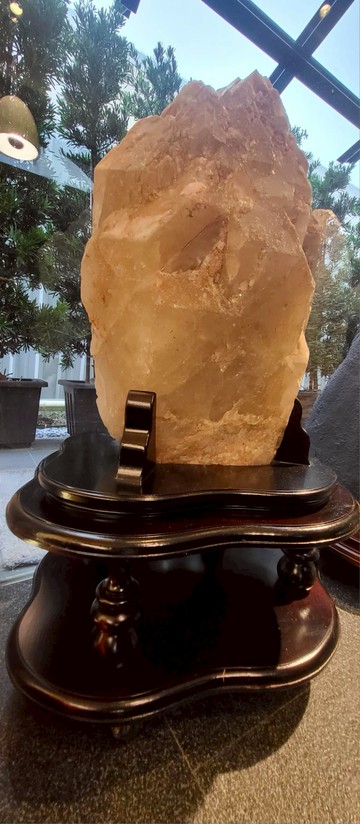 【轉運水晶】大型白鱷魚骨幹 74*110*58(寬*高*深) 含底座