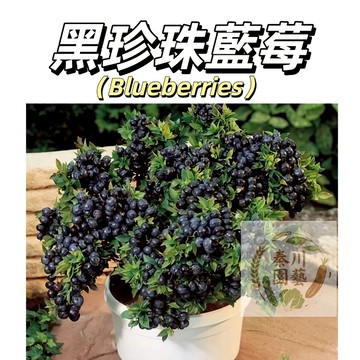 台灣現貨（黑珍珠藍莓種子BM-4）進口品種 果粒大，果粉厚，香味浓，酸甜适中， 较之其他蓝莓果汁更多，爆浆感更强