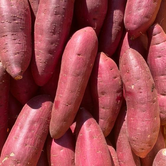 野菜 さつまいも  産地直送