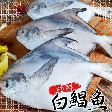 鮮凍藍帶白鯧2尾(200g-300g/尾)