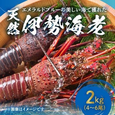 エメラルドブルーの美しい海で獲れた天然伊勢海老2キロ(4～6尾)