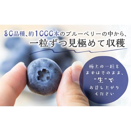 ふるさと納税 完熟　ブルーベリー　500g 愛知県田原市