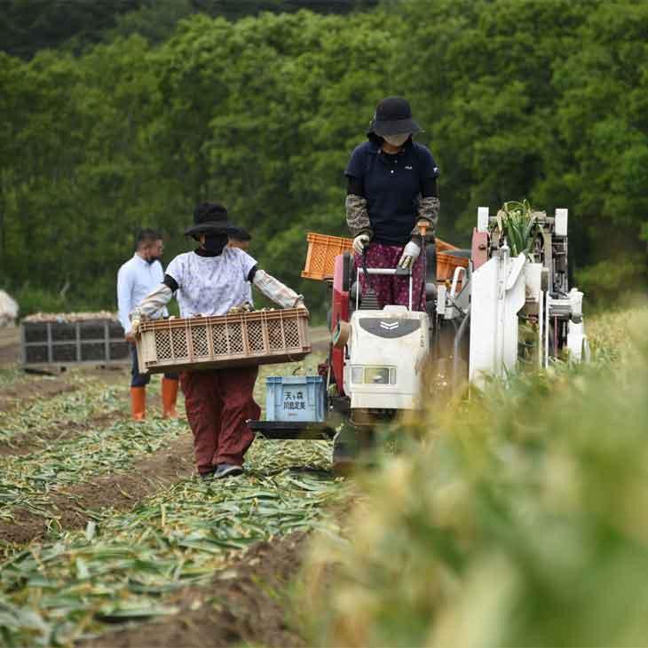 黒にんにく 青森県産 訳あり 熟成発酵黒にんにく 1.6kg(1.4kg＋200g増量) にんにく ニンニク 黒ニンニク