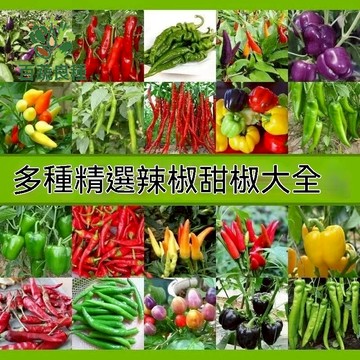 辣椒種子 朝天椒 水果辣椒 糯米椒 觀賞辣椒 魔鬼椒 盆栽蔬菜 家庭菜園 調味香料 室內盆栽 陽台種植 辛香料 辣椒苗