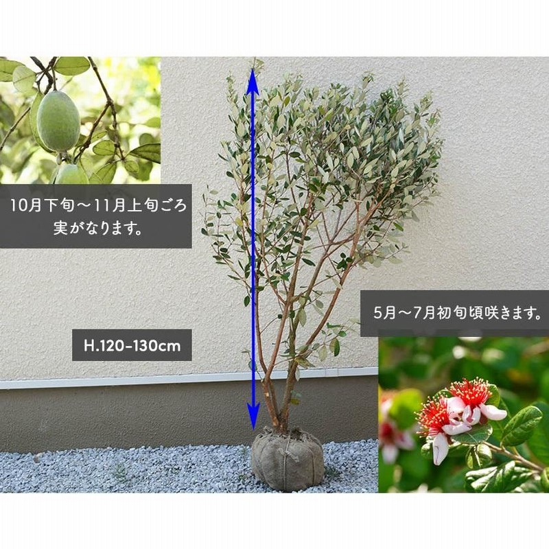 フェイジョア 約120-130cm 苗 植木 庭木 植物 果樹 実 常緑低木 花 ガーデニング 新築 シンボルツリー 目隠し おしゃれ 観葉植物  鉢植え 玄関 ベランダ | LINEブランドカタログ