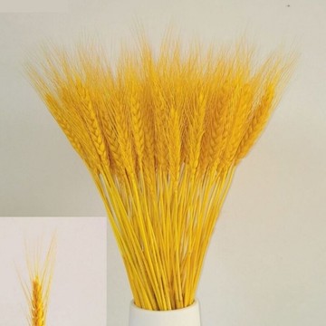 天然麥穗廠家直銷干花花束開業大麥田園裝飾拍攝道具稻穗真花