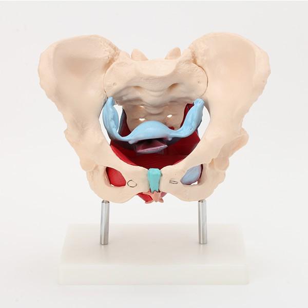 人体模型 骨格模型 7ウェルネ 骨盤 模型 女性 実物大 間接模型 骨格標本 骨模型 骸骨模型 人骨模型 骨格 人体 モデル ヒューマンスカル 骸骨