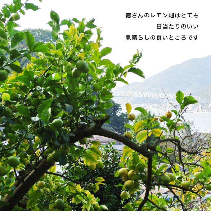 広島県産　徳さんの減農薬レモン３kg 国産レモン　送料無料　防腐剤不使用 ノーワックス 減農薬 訳あり　家庭用