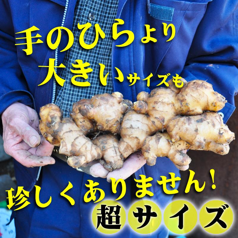 鳥取県産 熟成 生しょうが 4kg 茲矩(これのり)生姜 はらだ農産 産地直送 ショウガ ジンジャー