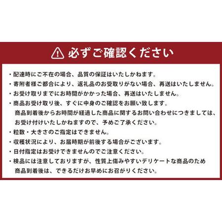 ふるさと納税 熊本県産 肥後グリーンメロン 2玉入り 果物 メロン 熊本県