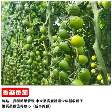 香凝番茄種子 水果番茄 綠寶石番茄 垂吊型盆栽 陽台種菜 沙拉生食 多產易種 室內可養 觀賞食用兩用 家庭園藝
