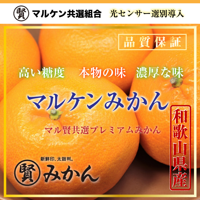 [予約 11月25日-12月31日の納品] マル賢みかん 青秀 約 7.5kg Mサイズ 樹上完熟 マルケン 和歌山県 冬ギフト お歳暮 御歳暮