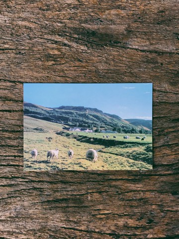 世界的風景。冰島上的羊群  攝影明信片 青青的島
