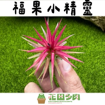 《花田多肉》🌵【福果小精靈】 空氣鳳梨/空鳳/室內植物/懶人植物