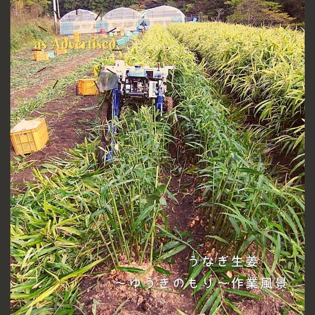 ご飯のお供 マツコ 黄金しょうが 瓶詰 ギフト 食品 お取り寄せ うなぎ生姜 佃煮 ごはんのおとも 父の日 母の日 退職 プレゼント お返し お歳暮 中元 見舞 2022