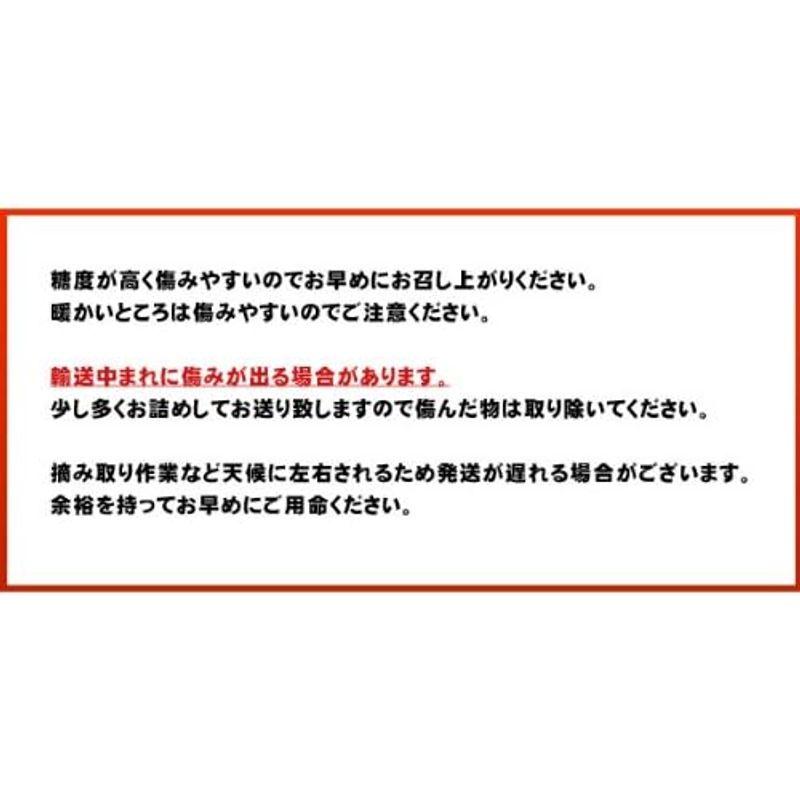 愛媛宇和島吉田産 家庭用 みかん 5kg 農地から直送 宇和海の幸問屋