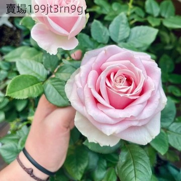 現貨🌹粉紅雪山玫瑰種子（250粒）2025新種 包對版 多年生 四季懶人室內外庭院盆栽花卉種子 耐寒易活 綠植物鮮花種子