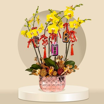 中花蝴蝶蘭大王蜂6棵 (GF00066) 蘭花 新春蘭花 年花 自家蘭花園