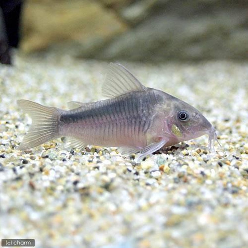 熱帯魚）コリドラス・ラバウティ（ワイルド）（１匹） 北海道・九州航空便要保温 | LINEブランドカタログ