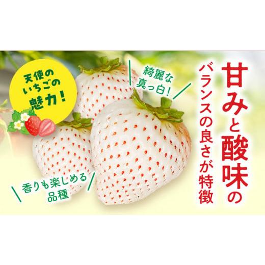 ふるさと納税 宮崎県 宮崎市 期間・数量限定 宮崎県産 イチゴ 幸せの紅白いちごセット おおきみ天使のいちご 1パック(約360g以上:12粒〜15粒程度)_M260-0…