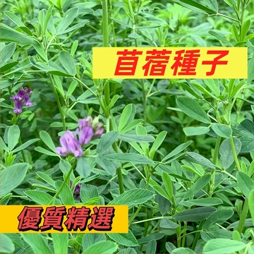 【超萌芽菜】紫花苜蓿種子｜3天發芽 7天採收｜生機飲食 沙拉首選｜免土免光 室內可種｜超高發芽率 現採最鮮#食用蔬菜種子