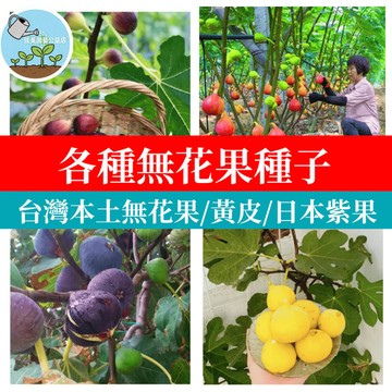 台灣原生無花果種子 新鮮當季 多品種果樹種子  陽台盆栽 家庭果園 栽種樂趣 園藝療癒 自栽食用 綠化佈置