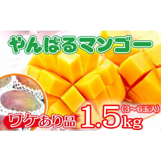 ふるさと納税 沖縄県 本部町 2024年発送　やんばるマンゴー　1.5Kg（3〜6玉入）