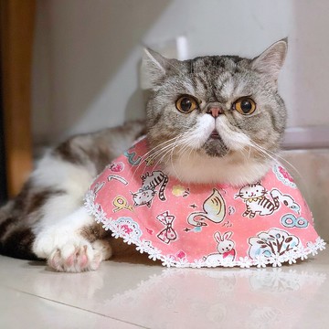 粉紅貓咪大圓形口水肩 四合扣款