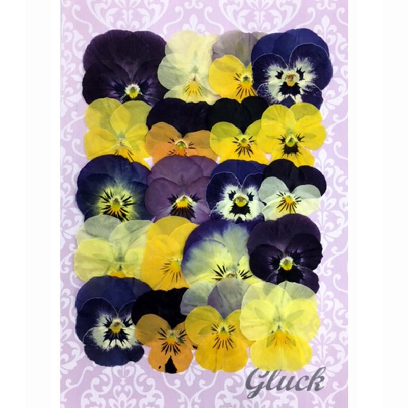 コンパクト 押し花 ビオラmix 枚をパックにしてお届け お花屋さんの上質な押し花 ハンドメイド Uvレジンでスマホケースも作成可能 通販 Lineポイント最大0 5 Get Lineショッピング