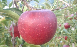 JAながの りんご　秋映（あきばえ）約5kg