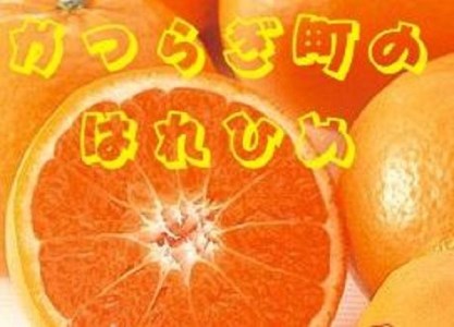 ★12月～1月発送★希少品種！みかんの甘味とオレンジの香り！ はれひめ(約10kg)
