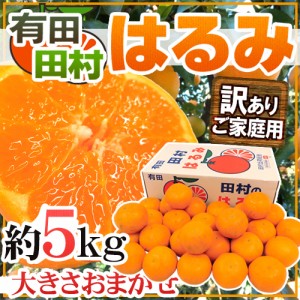 和歌山有田・田村産 ”はるみみかん” 訳あり 約5kg 大きさおまかせ 送料無料