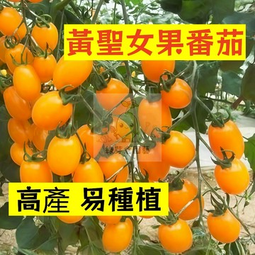 🌱早熟高產（黃聖女果番茄種子FQ-30）爽口爆汁 高產 抗病性强 易生長  抗病抗旱易種植 高產爬藤蔬菜種子#果菜類