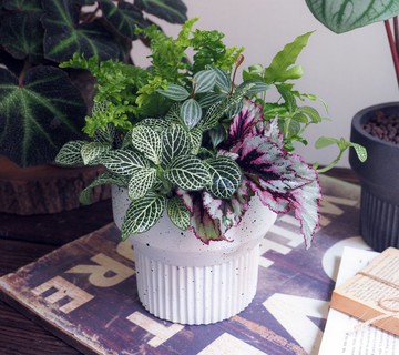 微光森林 | 綠意慢生活  觀葉植物盆栽。居家擺飾。喬遷。升遷