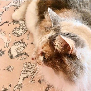 京友禪染萬用巾 / meow meow meow 粉紅色