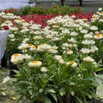 ✨（麥杆菊種子）新品種 多年生四季開花花海種籽 可做切花 撒土即活 新手庭院陽台室內外盆栽種子 懶人四季 易種植發芽率高