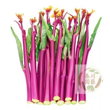 【台灣現貨】紅菜苔種子四季菜心脆甜｜紫紅色澤 爽脆清甜｜可多次採收 陽台可種｜火鍋快炒 營養滿分 紫皮紅菜苔籽蔬菜種籽