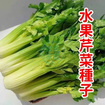 獨家甜美品種🌱【水果芹菜種子】當季新籽 甜脆多汁  高發芽率  陽台盆栽首選 新手易種植  限量熱賣中！