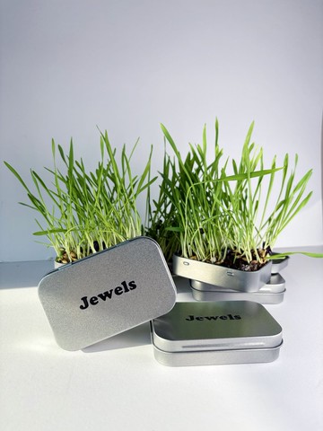 【Jewels Labs 水晶貓草DIY種植套組】- 辦公室小物 DIY植栽