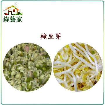 大包裝J10.綠豆芽種子450公克(綠豆芽菜種子)【綠藝家】